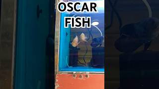 OSCAR FISHoscarfishaquariumgoldfishworldblueparrotblacktigeroscargoldfishesoscarfishtankpet [upl. by Anor]