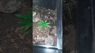 bumba horrida tarantula video all shortsvideo [upl. by Zoarah]