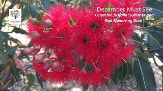 Corymbia ficifolia Summer Red Red Flowering Gum  December Must See [upl. by Aliab]