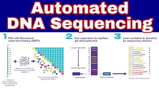 Automated DNA Sequencing  Ibad Biology [upl. by Rowan]