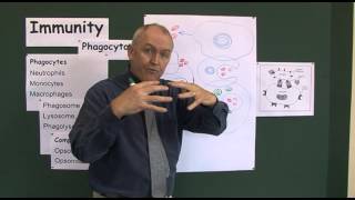 Immunity 4 Phagocyctosis the process of cell eating [upl. by Ruperto]