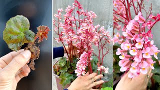 Breeding beautiful easy to care flowers of the Begonia family great ideas for your balcony [upl. by Sidnala827]