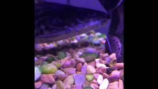 Basic care of a full grown Pictus Catfish in under a minute [upl. by Debera]