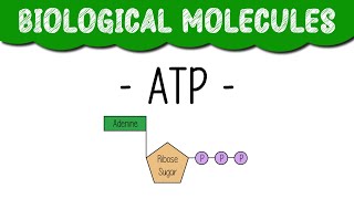 A Level Biology quotATPquot [upl. by Ball]