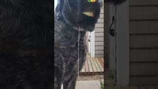 200lb Mastiff Nothing Can Prepare You For dog Mastiff dogbreed [upl. by Neyut]