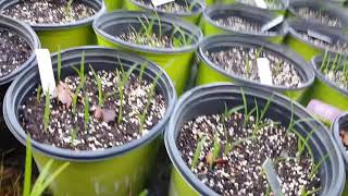 Starting daylily seeds in pots [upl. by Player]