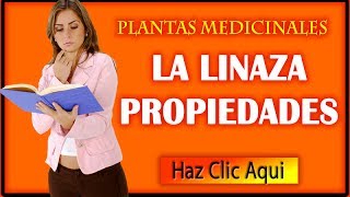 Linaza Propiedades Medicinales Beneficios y Usos [upl. by Cuhp]