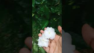 Tabernaemontana divaricataটগর ফুলyoutubeshortsgardenplantspeacefullnatureshorts [upl. by Merna785]