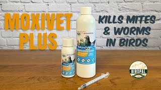 MoxiVet Plus  The Best Treatment for Mites and Worms in Cage Birds Pigeons and Chickens [upl. by Cheyney574]