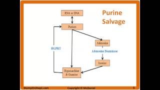 Purine Salvage Pathway LeschNyhan Syndrome SCID Gout treatment Allopurinol Uric Acid Renal Stone [upl. by Rosalee]