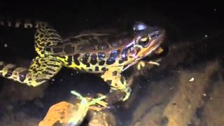 Pickerel Frog Vocalizing 31616 [upl. by Derfla92]