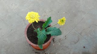 Tips on growing Gerbera daisy in a container successfully [upl. by Sisco35]