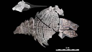 The Worlds Best Preserved Armoured Dinosaur [upl. by Fast]