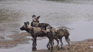 Ulusaba Lodge in 4K  Kruger Park  South Africa  Rare Wild Dog Sighting  9 September 2023 [upl. by Mintz]