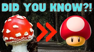 Amanita MuscariaFly Agaric  The Psychedelic Mushroom of Legends [upl. by Zeb26]