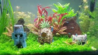 Pearling plants diy co2 update [upl. by Ydnem]