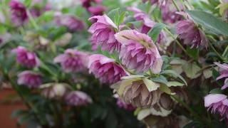 Hellebore Breeding  Walters Gardens [upl. by Nay]