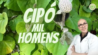 CIPÓ MIL HOMENS indicado ORQUITES MIOMAS e CISTOS utilizada CICATRIZANTE DSTs e DORES EM GERAL [upl. by Champaigne849]