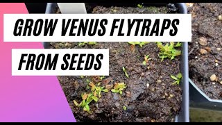 How to Grow Venus Flytrap Seeds [upl. by Dittman]