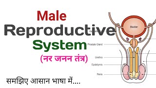 Male Reproductive System Male Reproductive System In Hindi नर जनन तंत्र [upl. by Huberty703]