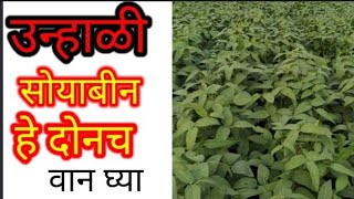 उन्हाळी सोयाबीन हीच पेरा  KDM चंदा 9305  unhali soybean variety [upl. by Buonomo]