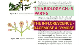 Class 11 BiologyCh5 Part6The InflorescenceStudy with Farru [upl. by Lemuela]