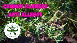 Common Ragweed Anti Allergy [upl. by Auqinat]