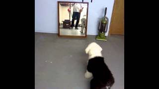 Sheepdog Puppy Confronts an Intruder [upl. by Siurtemed]