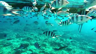 Snorkeling in mauritius [upl. by Kloster]