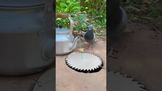 Technique Create Pigeon Trap  amazing Bird Trap shorts [upl. by Nirraj900]