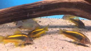 Corydoras sp Cw010 Gold Laser wild bij Aquarium Speciaalzaak Utaka [upl. by Reinhard]