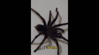 TARANTULA la araña más grande del mundo animals animales shorts shortsviral [upl. by Einaj]