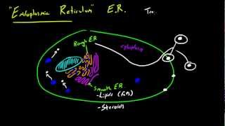 Biology Lecture  22  Endoplasmic Reticulum [upl. by Tav]