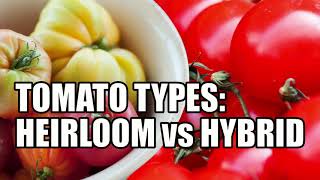 Tomato Types Heirloom vs Hybrid [upl. by Aihpled127]