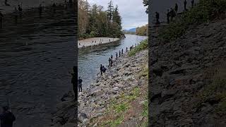 Chilliwack River salmonfishing chilliwackriver vedderriver vedderriverfishing salmonfishing [upl. by Shields]