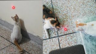 Cats chasing laser Cats vs laser pointer [upl. by Kandy]