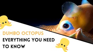 Meet this CUTE Dumbo Octopus  Facts and Everything You Need To Know [upl. by Aderf]