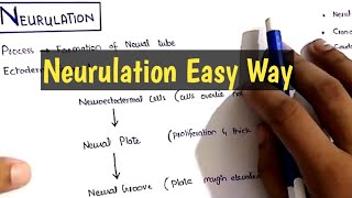 Neurulation Embryology Made easy [upl. by Figueroa]