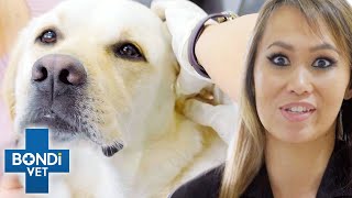 Cleaning The Worst Dog Infected Ears  Bondi Vet Clips  Bondi Vet [upl. by Ingemar53]