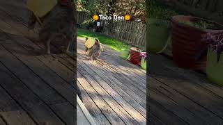 Taco Den on Taco Tuesday dog cute pets funny funnydogs shortsvideo [upl. by Cutcheon181]