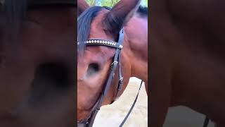 Why Horses Lose Their Eyes The Shocking Truth Behind Corneal Infections shortfacts facts shorts [upl. by Kostival]