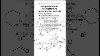 Drugs that modify nondepolarizing neuromuscular blockade [upl. by Hetty739]