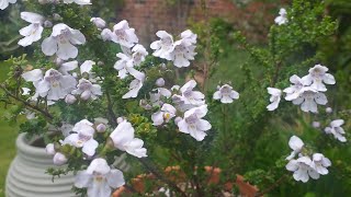 Prostanthera cuneata Alpine Mint Bush [upl. by Kirst713]