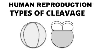 TYPES OF CLEAVAGE HOLOBLASTIC CLEAVAGE MEROBLASTIC CLEAVAGE [upl. by Tinor]