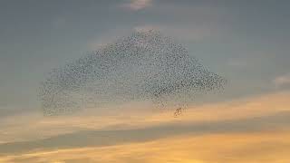 Starling Murmuration [upl. by Akkahs]