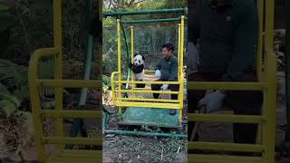 Grandpa and Meizhus happy moments pandacub babyanimals pandalove babypanda 大熊猫 cutepanda [upl. by Linzer]