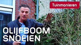 De olijfboom snoeien hoe doe je dat  Tuinmanieren [upl. by Eidod]