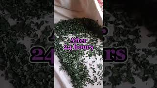 Homemade Moringa Powder Sohanjna Powder Miracle Plant  Home Gardening [upl. by Uzia373]