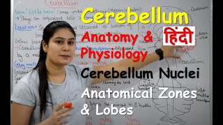 Cerebellum Anatomy amp Physiology in Hindi  Cerebellar Nuclei  Anatomical Lobes amp Zones [upl. by Dazraf]