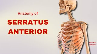 Serratus Anterior Muscle Anatomy  Muscle of Pectoral Region  Doctor Speaks [upl. by Cornwall]